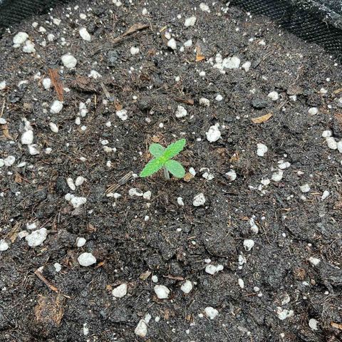 EMRATA growlog timeline photo