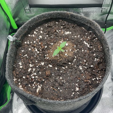 EMRATA growlog timeline photo