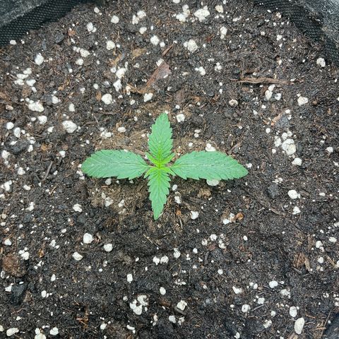 EMRATA growlog timeline photo