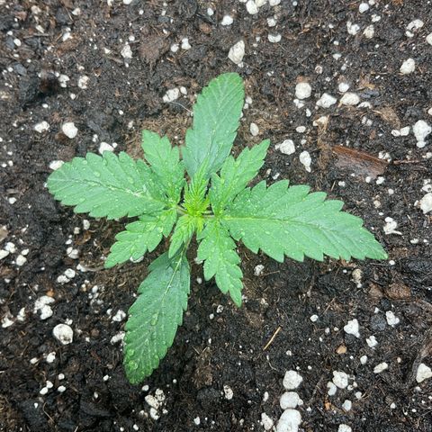 EMRATA growlog timeline photo