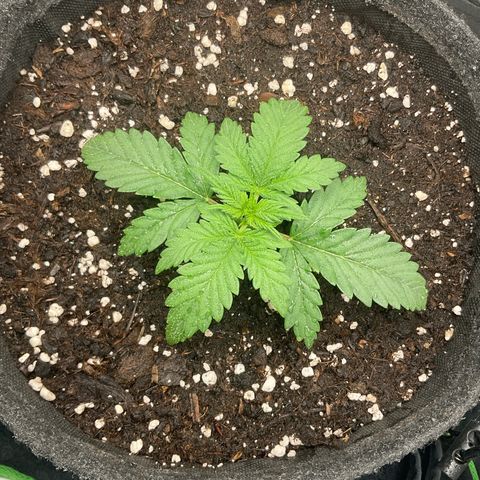 EMRATA growlog timeline photo