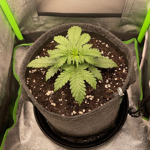 EMRATA growlog timeline photo