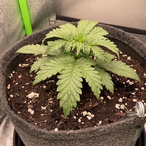 EMRATA growlog timeline photo