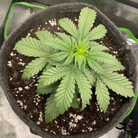 EMRATA growlog photo: Stretch / -bientôt passage en flo 
