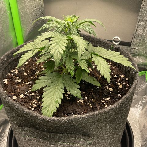 EMRATA growlog photo: Stretch / -bientôt passage en flo 