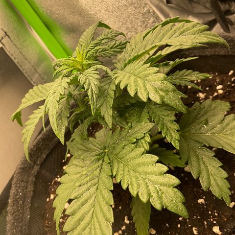 EMRATA growlog photo: Stretch / -bientôt passage en flo 