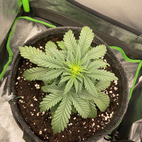 EMRATA growlog timeline photo