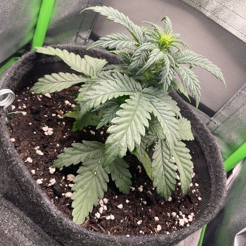 EMRATA growlog timeline photo