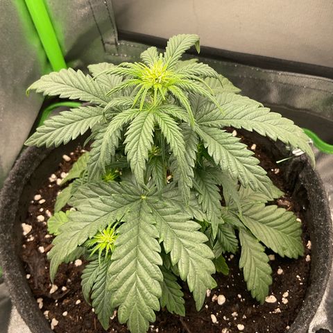EMRATA growlog timeline photo