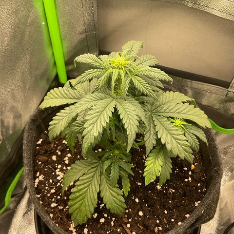 EMRATA growlog timeline photo