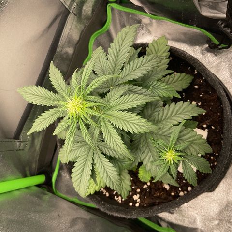 EMRATA growlog timeline photo