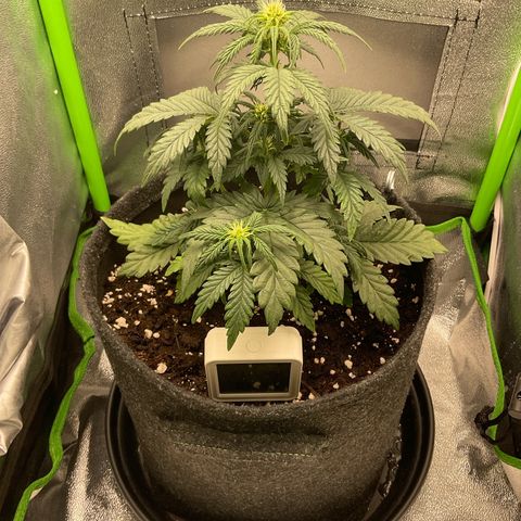 EMRATA growlog timeline photo