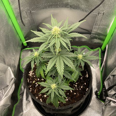 EMRATA growlog timeline photo