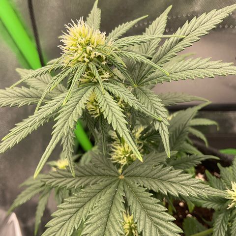 EMRATA growlog timeline photo