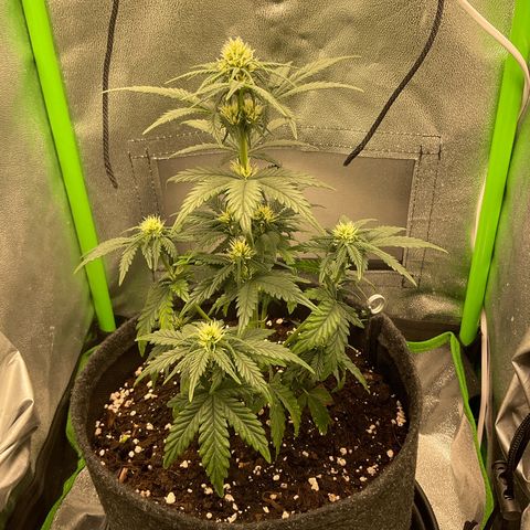 EMRATA growlog timeline photo