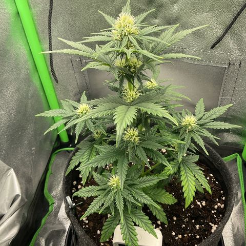 EMRATA growlog timeline photo