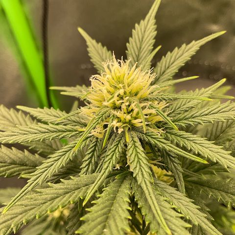 EMRATA growlog timeline photo