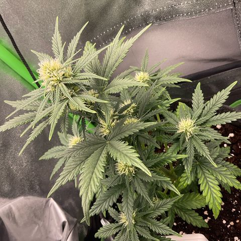 EMRATA growlog timeline photo