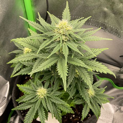 EMRATA growlog timeline photo