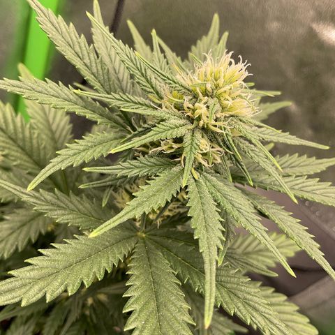 EMRATA growlog timeline photo