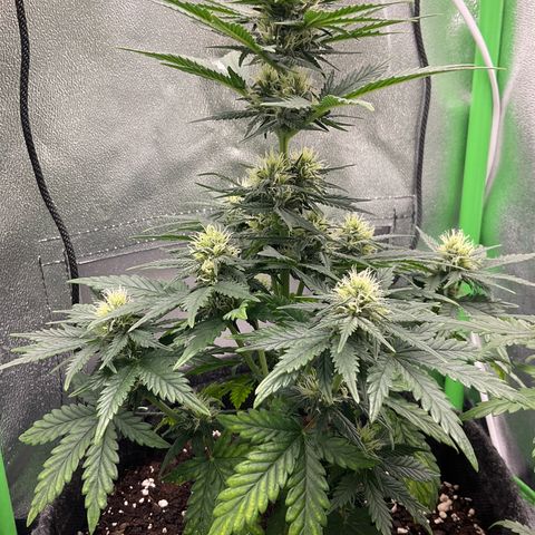 EMRATA growlog timeline photo