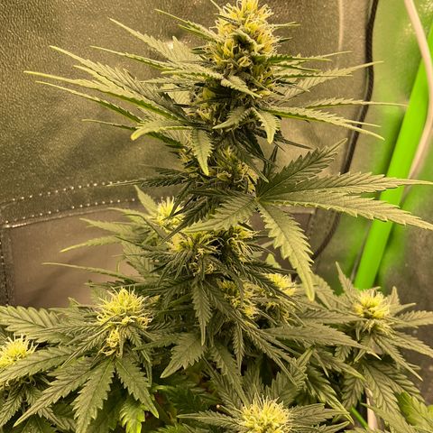 EMRATA growlog timeline photo