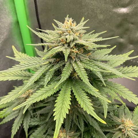 EMRATA growlog timeline photo