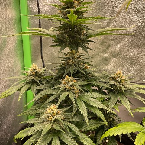 EMRATA growlog timeline photo
