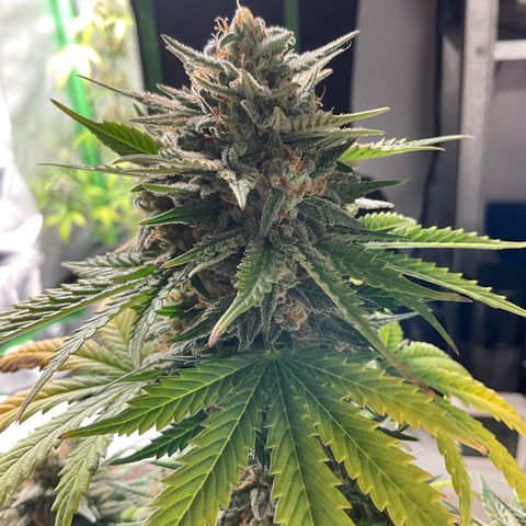 EMRATA growlog timeline photo