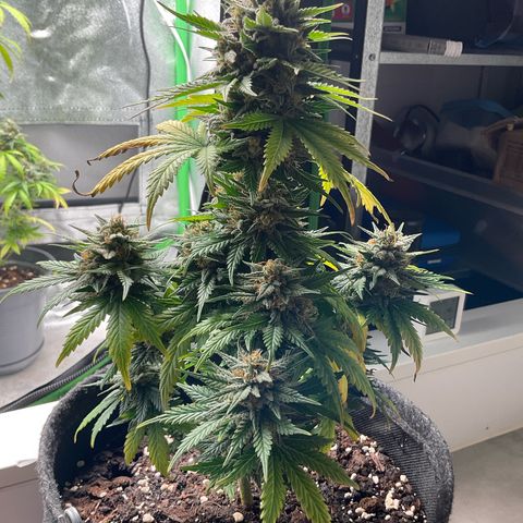 EMRATA growlog timeline photo