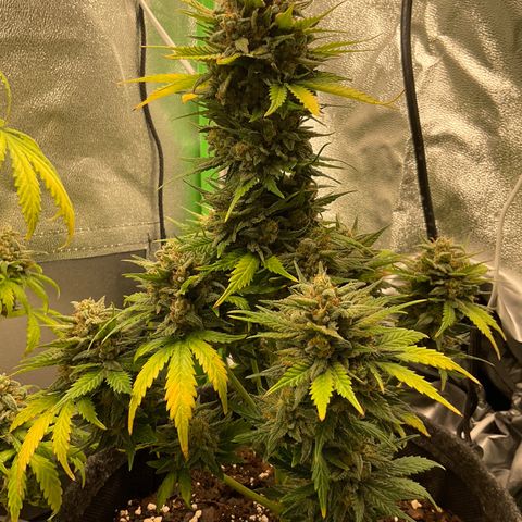 EMRATA growlog timeline photo