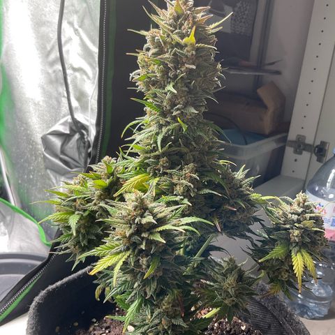 EMRATA growlog timeline photo