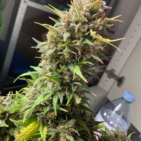 EMRATA growlog timeline photo