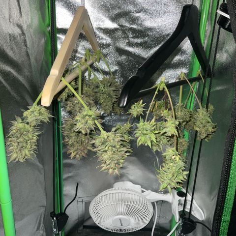 EMRATA growlog timeline photo