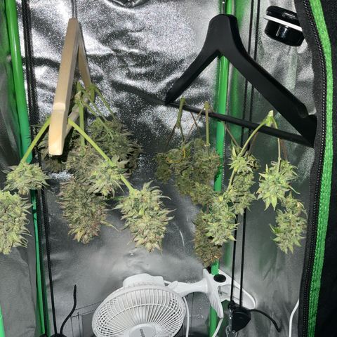 EMRATA growlog timeline photo