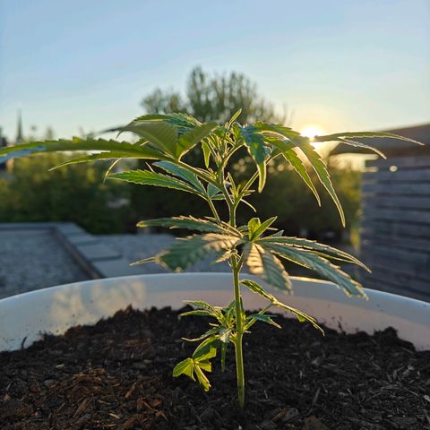 Banana 🍌 growlog timeline photo