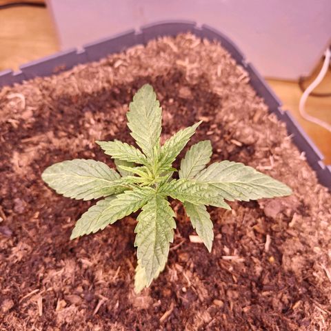 Banana 🍌 growlog timeline photo