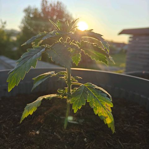 Banana 🍌 growlog timeline photo