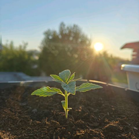 Banana 🍌 growlog timeline photo