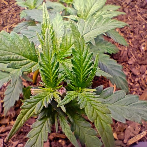 Caramel Kush Top/LST growlog photo: Topping