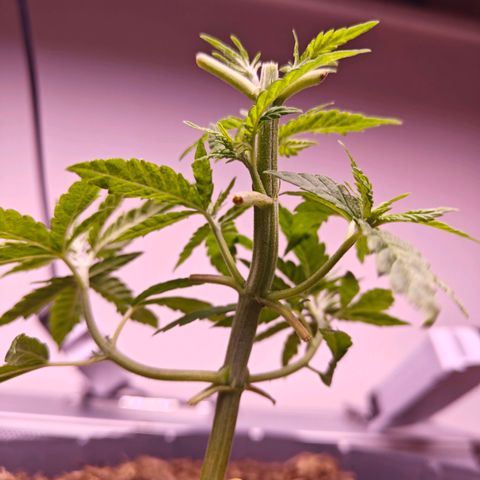 Banana 🍌 growlog timeline photo