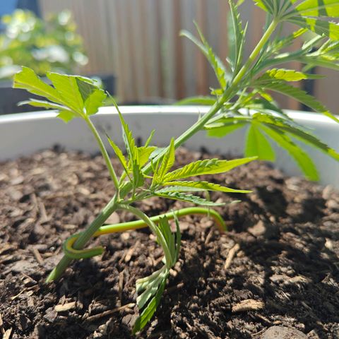 Cannalope Haze LST growlog timeline photo