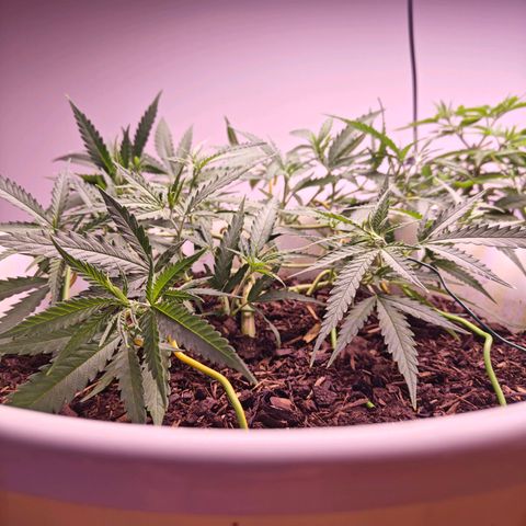 Cannalope Haze LST growlog timeline photo