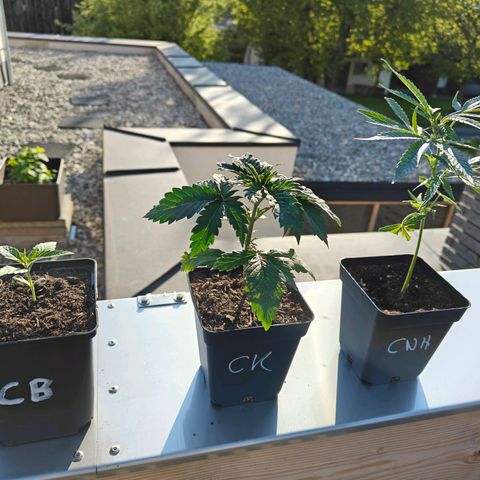 Cannalope Haze LST growlog timeline photo