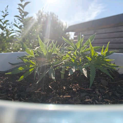 Cannalope Haze LST growlog timeline photo
