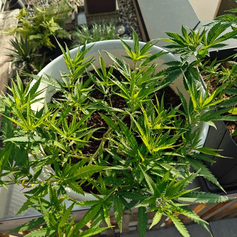Cannalope Haze LST growlog timeline photo