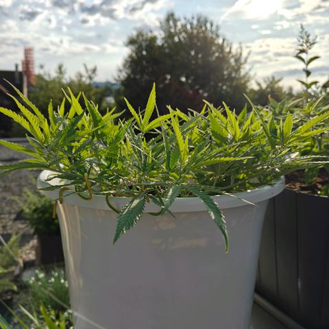 Cannalope Haze LST growlog timeline photo