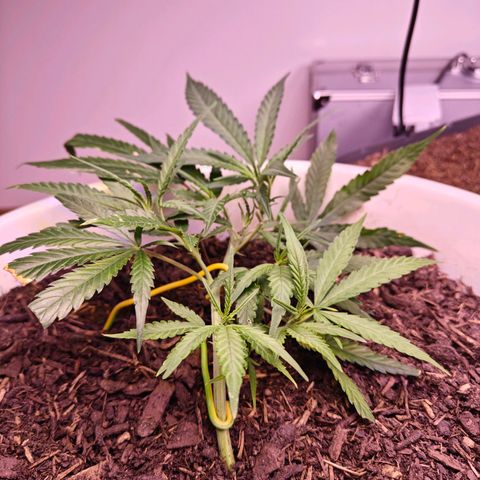 Cannalope Haze LST growlog timeline photo