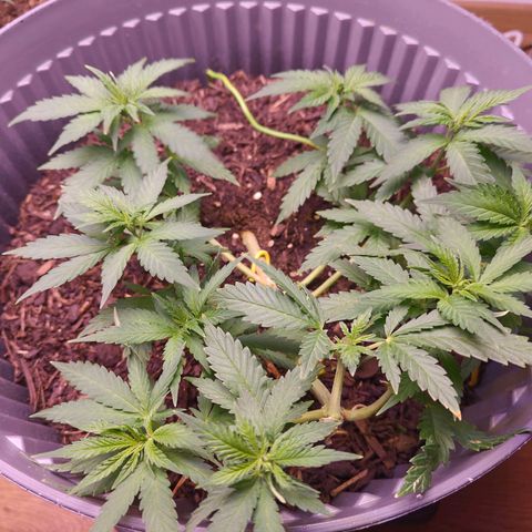 Caramel Kush Top/LST growlog timeline photo