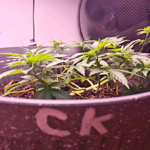 Caramel Kush Top/LST growlog timeline photo